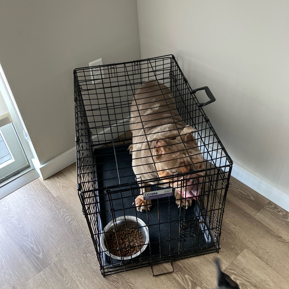 Black Wire Pet Crate